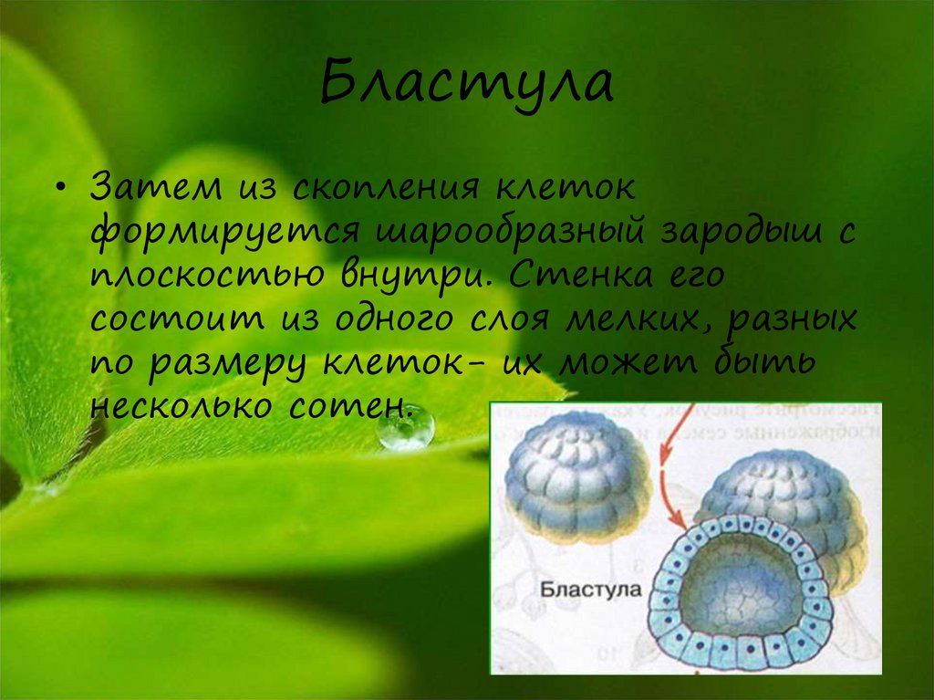 Процесс завершается образованием однослойного шарообразного зародыша. Бластула состоит. Из чего состоит бластула. Шарообразный зародыш. Бластула характеристика.