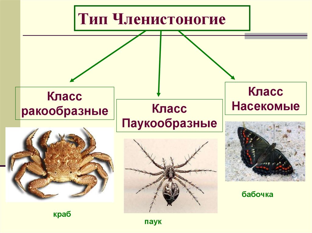 Тип членистоногие общая характеристика классов. Тип членистоногие общая характеристика классов