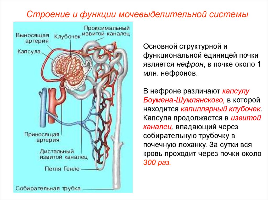 Капсула нефрона. Что является структурной единицей почки. Структурной и функциональной единицей почки человека является.