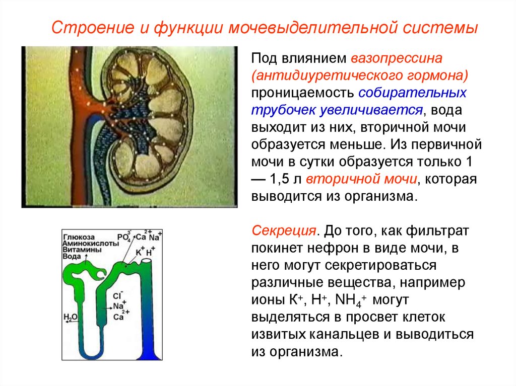 Строение выделительной системы. Функции мочевыделительной системы. Строения и функционирования мочевыделительной системы.. Вазопрессин строение и функции.