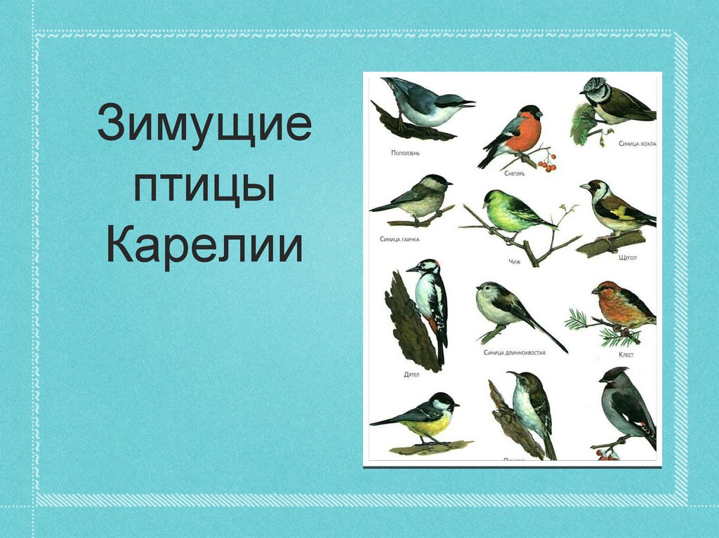 Зимующие перелетные птицы название. Перелетные птицы Карелии. Названия зимующих и перелетных птиц. Мелкие перелетные птицы. Зимние перелетные птицы.