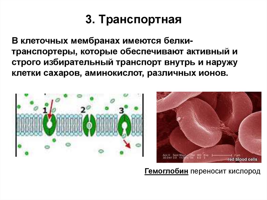 Органические вещества клетки белки