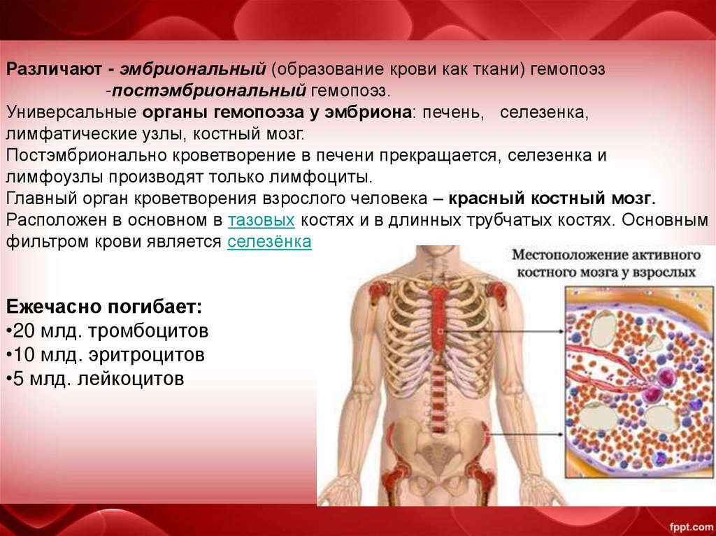 Кровь образуется в печени. Система органов кроветворения. Органы кроветворения у человека. Функции кроветворных органов. Красный костный мозг лимфатическая система.