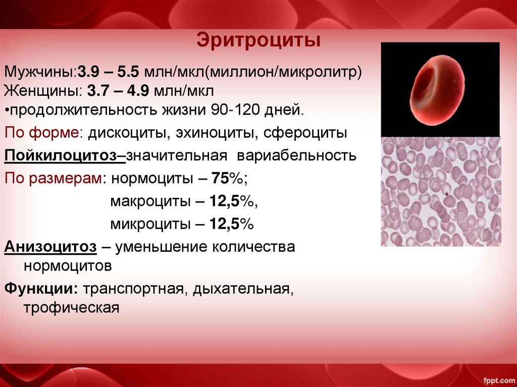 Б л тер. Эритроциты в крови4.09. В норме в 1 мл крови содержится эритроцитов. Гемоглобин 4,80. Количество эритроцитов в 1 литре крови в норме.