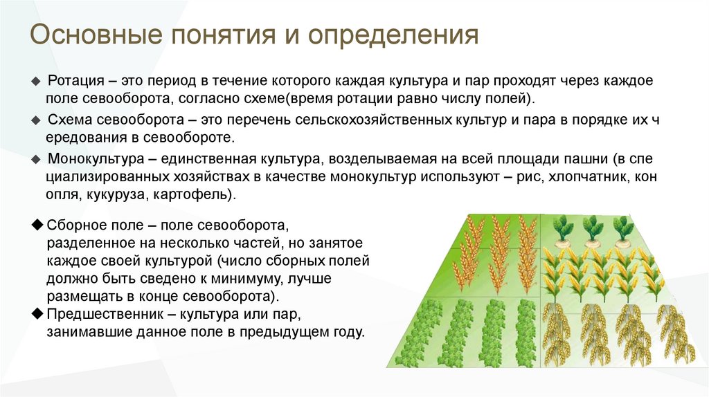 Типы севооборотов. Севооборот картофеля. Ротация севооборота. Севообороты в сельском хозяйстве. Классификация севооборотов кратко.