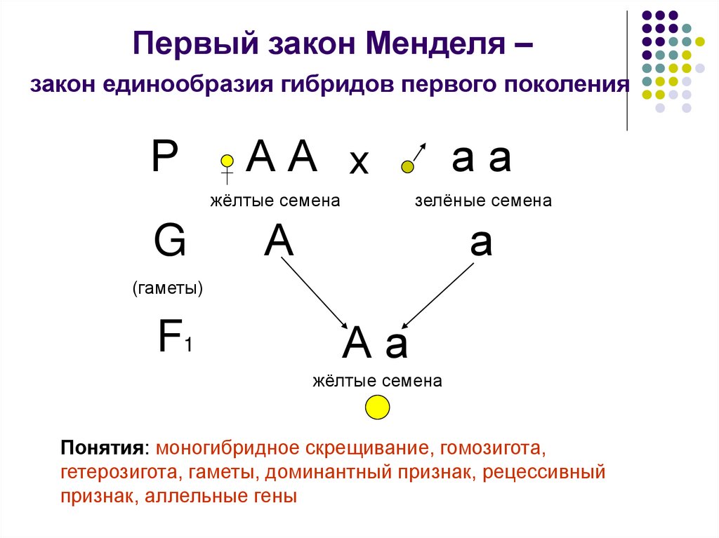 Первый закон менделя схема