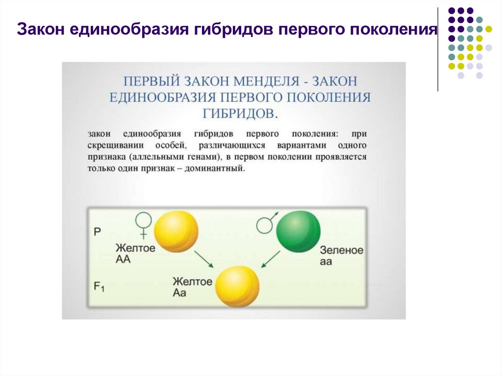 Слиянии в результате слияния возникает. Второй закон Менделя закон единообразия гибридов первого поколения. Первый закон Менделя закон единообразия гибридов первого поколения. Закон единообразия 1 закон Менделя. 1 Закон Менделя закон единообразия гибридов 1 поколения.