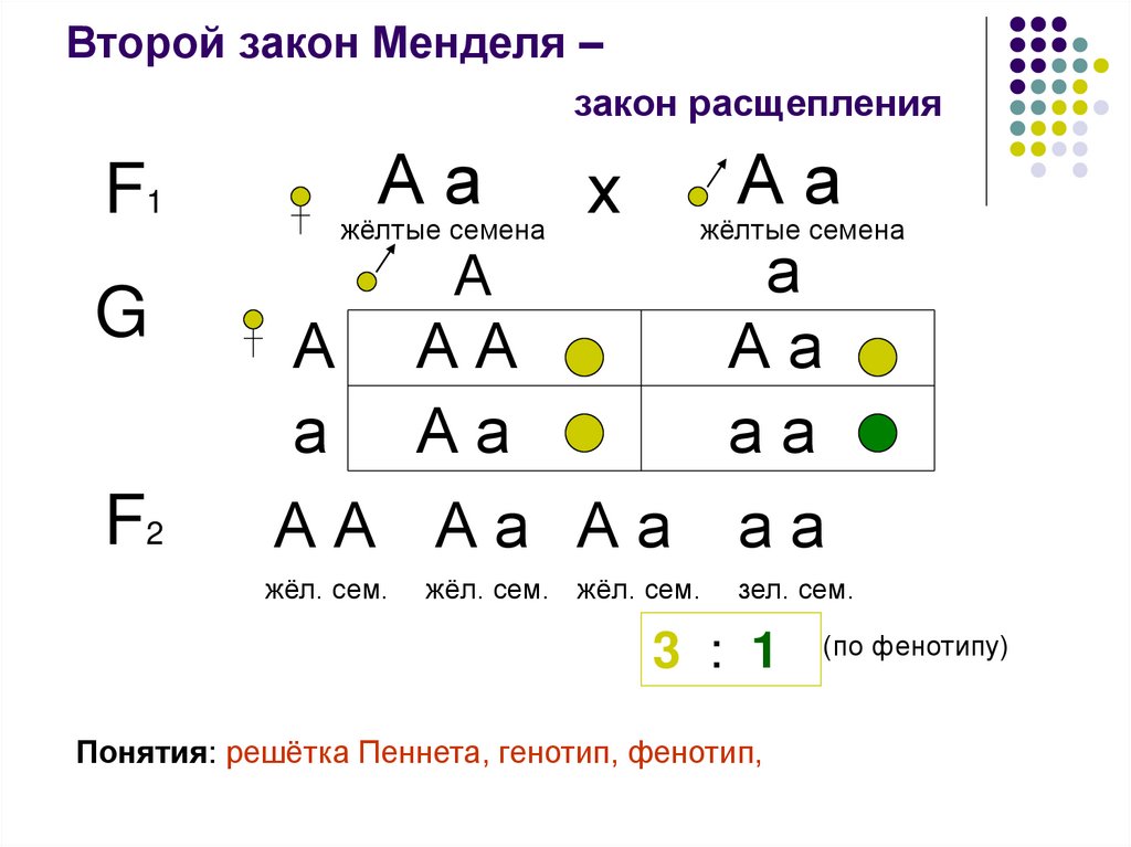 Схемы скрещивания 1 и 2 закон менделя