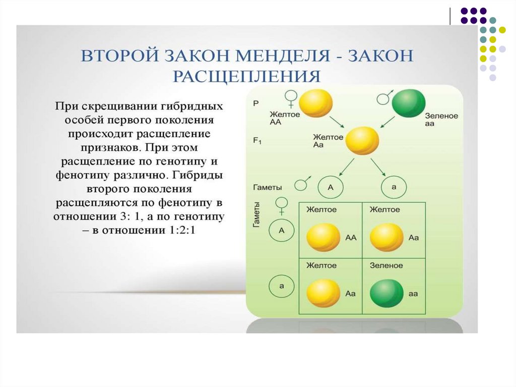 Закон чистоты гамет менделя. Закон чистоты гамет и его цитологическое обоснование. Цитологические основы законов Менделя закон чистоты гамет. Правило чистоты гамет это в генетике.