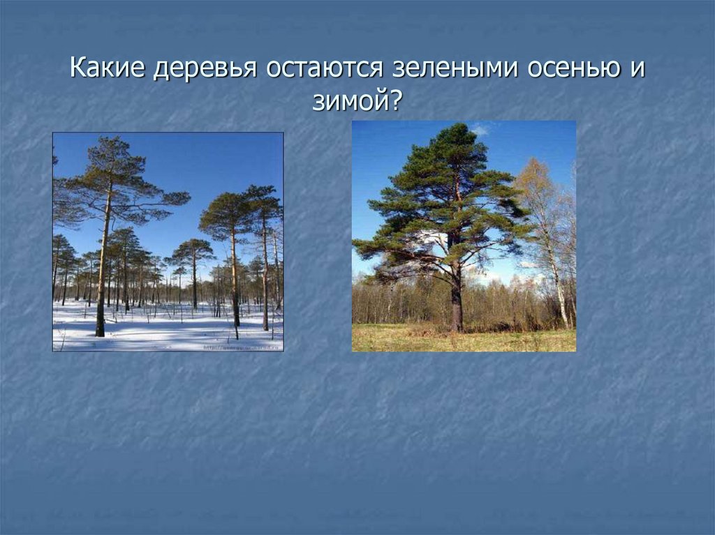 Какие деревья остаются зелеными осенью и зимой?