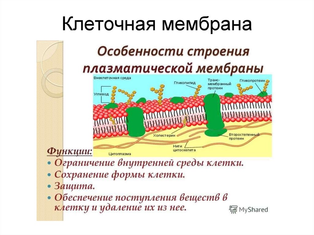 Наружная и внутренняя мембрана клетки. Плазматическая мембрана строение и функции. Структура клетки плазматическая мембрана. Строение цитоплазматической мембраны клетки. Строение наружной плазматической мембраны.