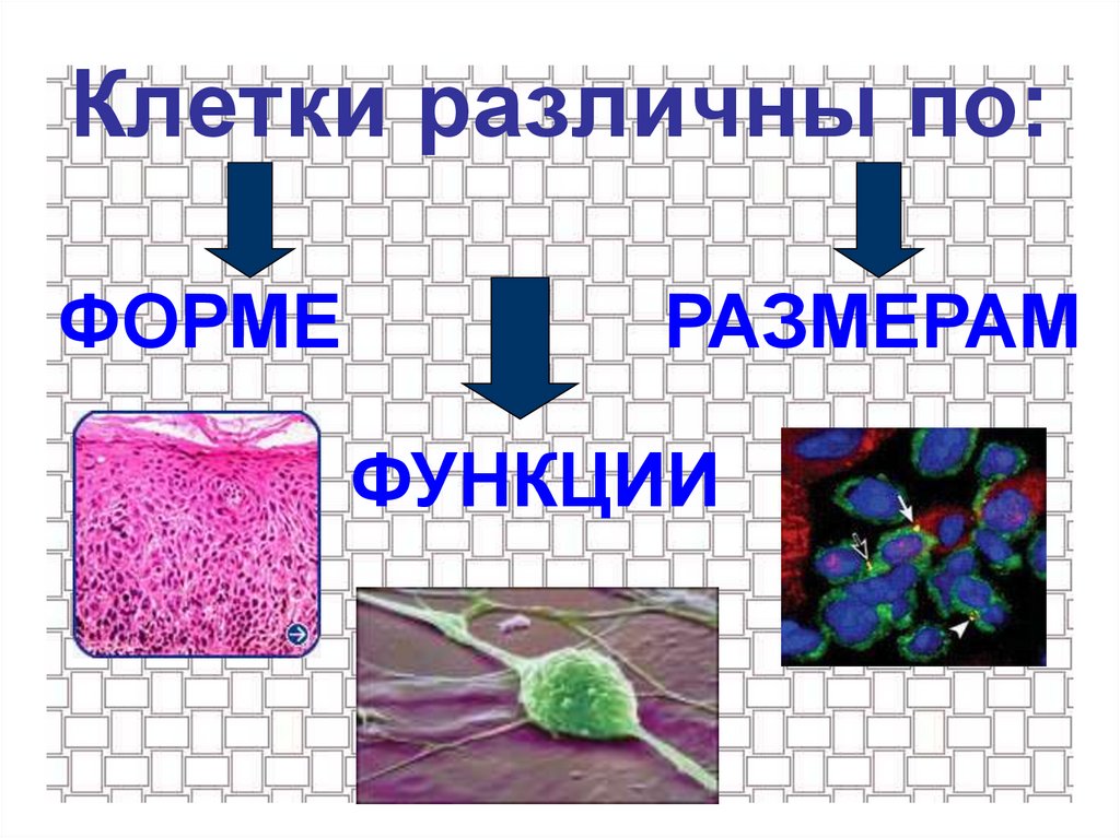 Разные клетки