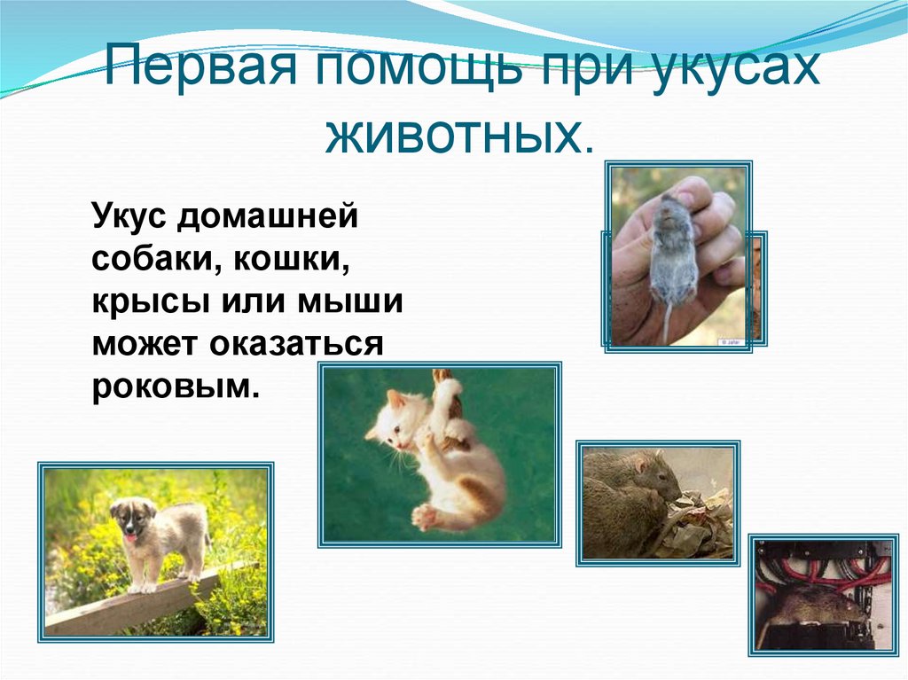 Укусы животными презентация