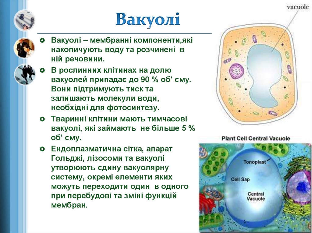 Цитоплазма значение этой структуры в жизнедеятельности клетки. Вакуоли в клетках растений. Вакуоль растительной клетки характеристика. Функции вакуоли в растительной клетке. Вакуоли растительной клетки строение и функции.