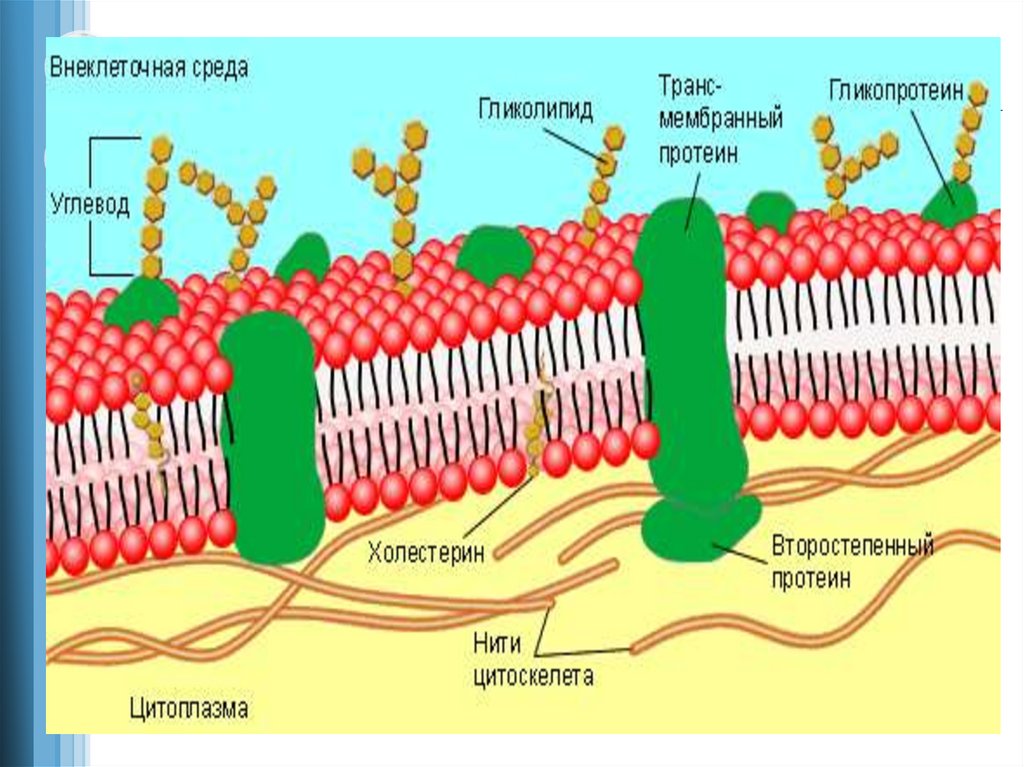 Молекула органического вещества эукариотической клетки. Структура клетки плазматическая мембрана. Состав и строение наружной плазматической мембраны. Клеточная мембрана липидный бислой. Строение клеточной мембраны эукариотической клетки.