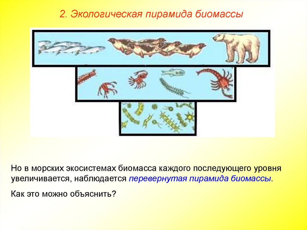 Экологическая пирамида перевернутая примеры