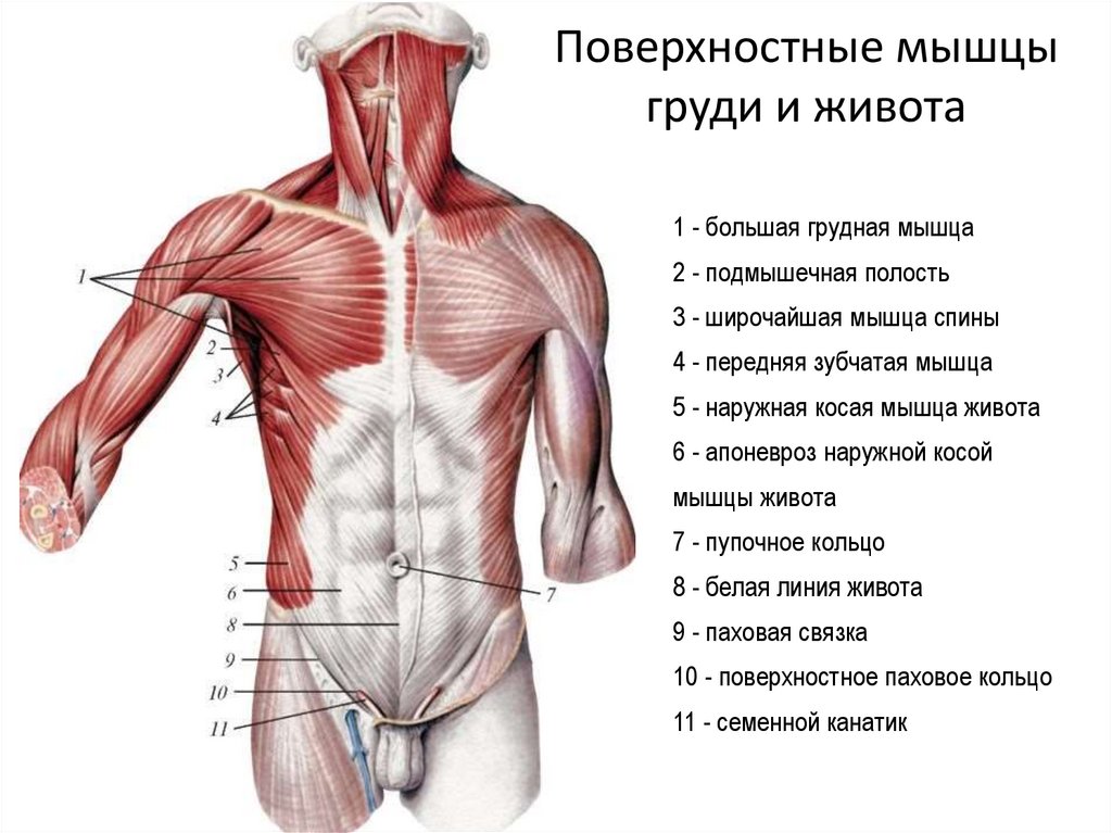 Мышцы груди картинка