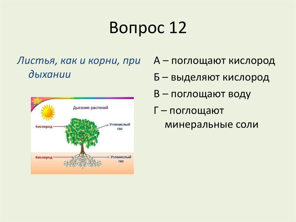 Что растение поглощает из окружающей среды