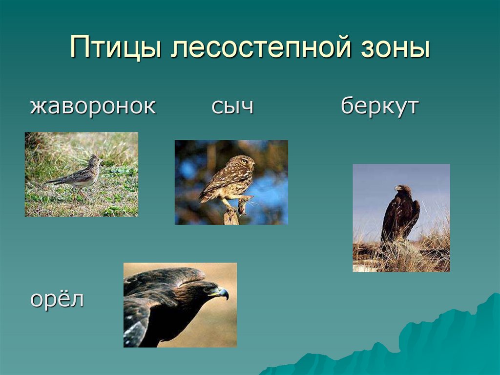 Какие животные обитают в лесостепях и степях. Животный мир лесостепи и степи в России. Птицы лесостепной зоны. Лесостепная зона животный мир. Животный мир зоны лесостепей.