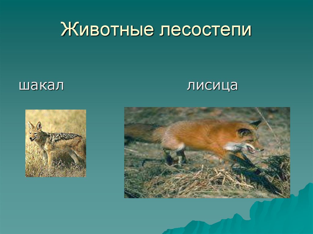 Животные лесостепи. Лесостепи и степи животные. Обитатели лесостепей и степей. Животные лесостепи в России. Зона лесостепей животный мир