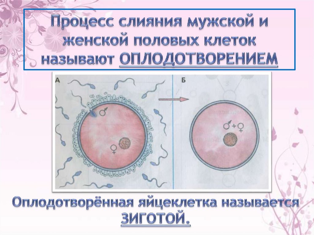 Результат слияния мужской и женской половых клеток