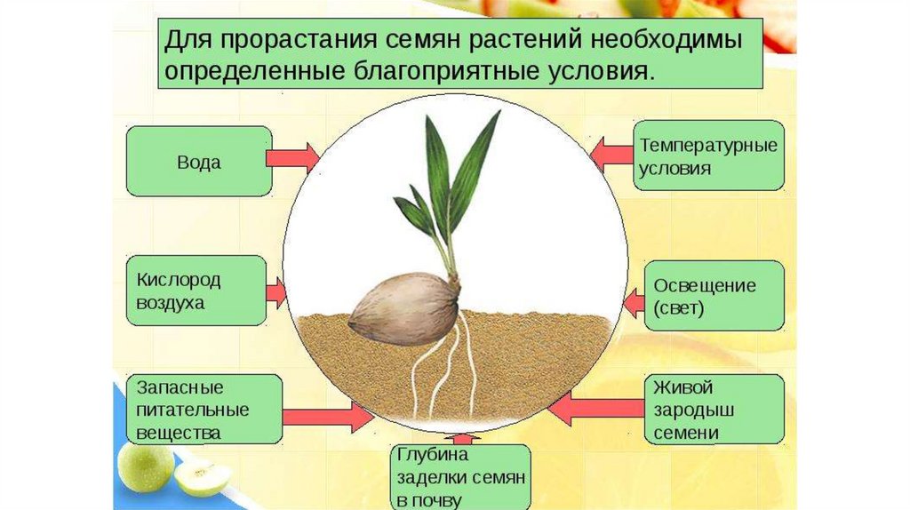 Презентация прорастание семян 6 класс пасечник