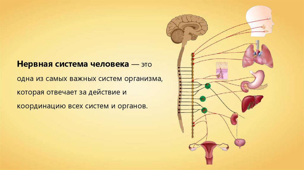 Какую роль играет нервная. Нервная система. Нервная система человека. Здоровая нервная система. Рисунки на тему нервная система.