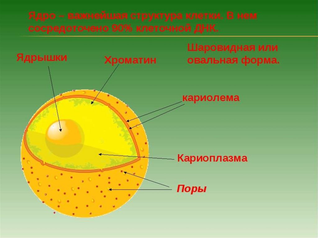 Ядро клетки окружено. Строение ядра эукариотической клетки. Схема строения ядра клетки. Строение клеточного ядра. Строение ядра клетки.