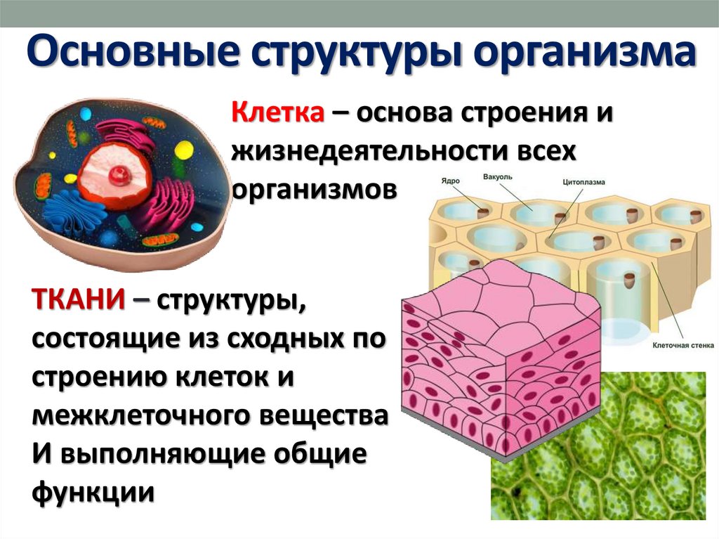 Структура организма