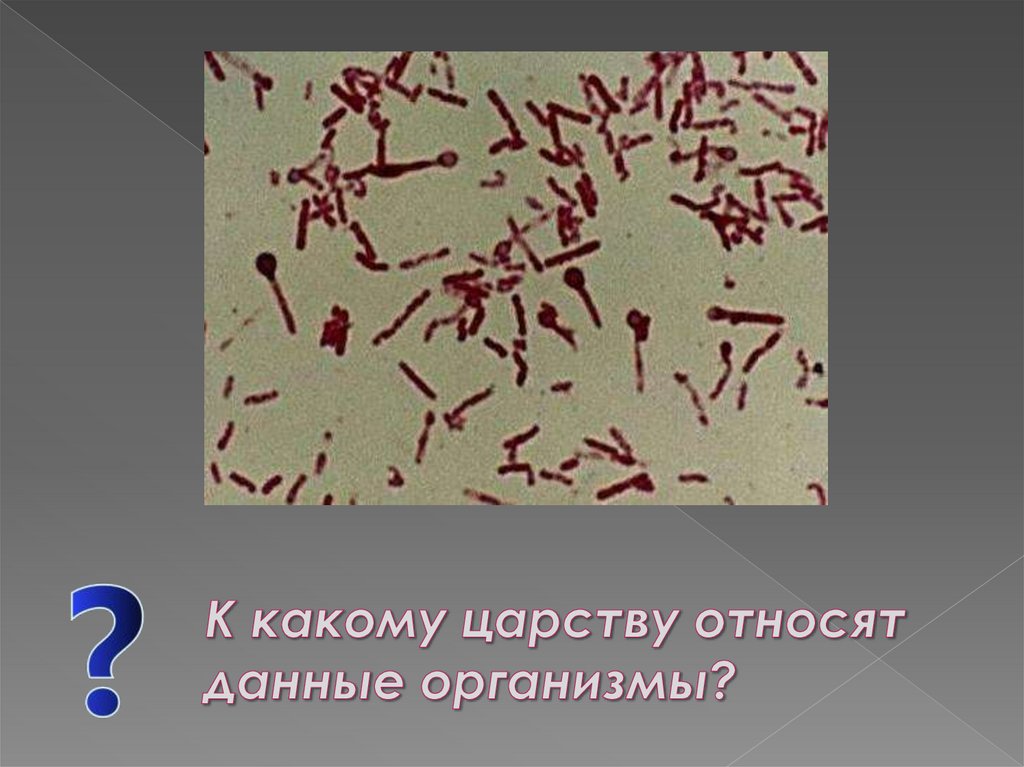 Жизнедеятельность бактерий. Микроорганизмы относят к царствам. Бактерии относятся к царству. Строение и жизнедеятельность бактерий. Какие организмы относятся к данной группе