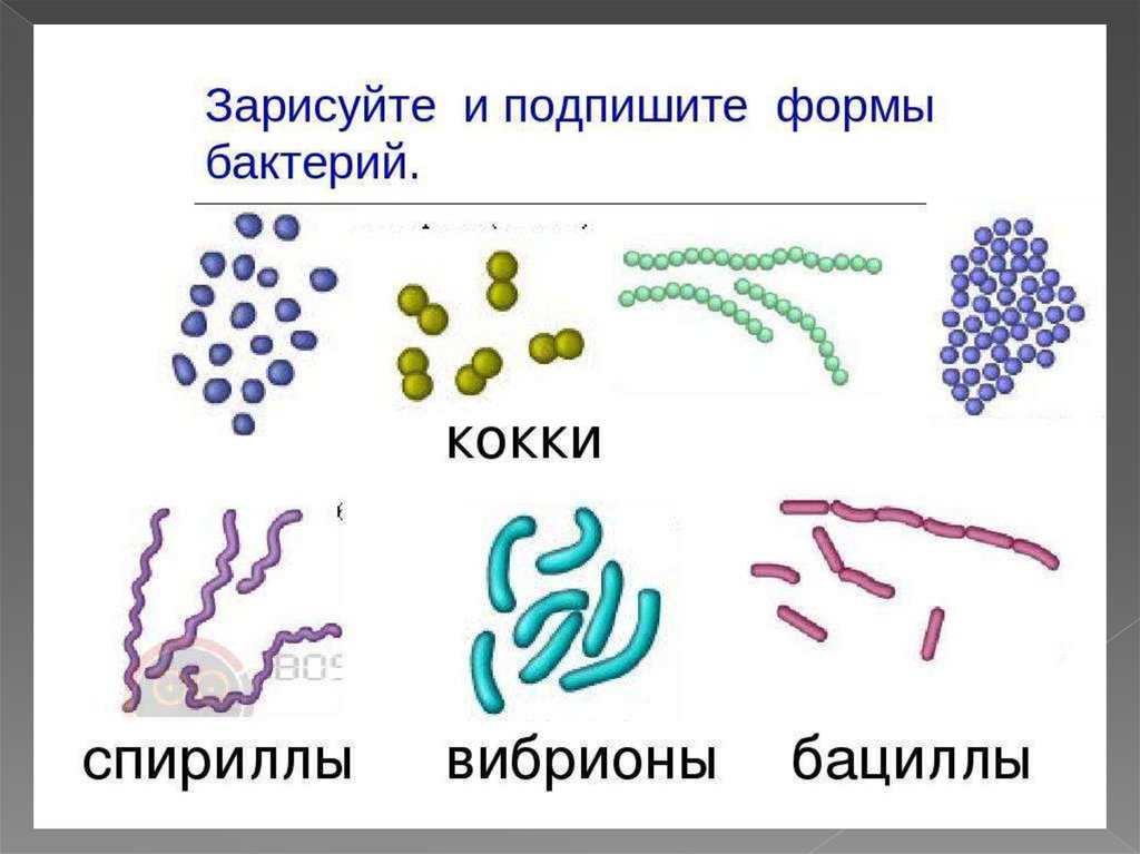 Бактерии в основе. Формы бактериальных клеток кокки. Форма бактерии кокки. Формы бактериальных клеток 5 класс биология. Формы бактерий кокки бациллы.