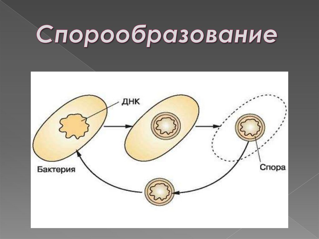 Деление спор