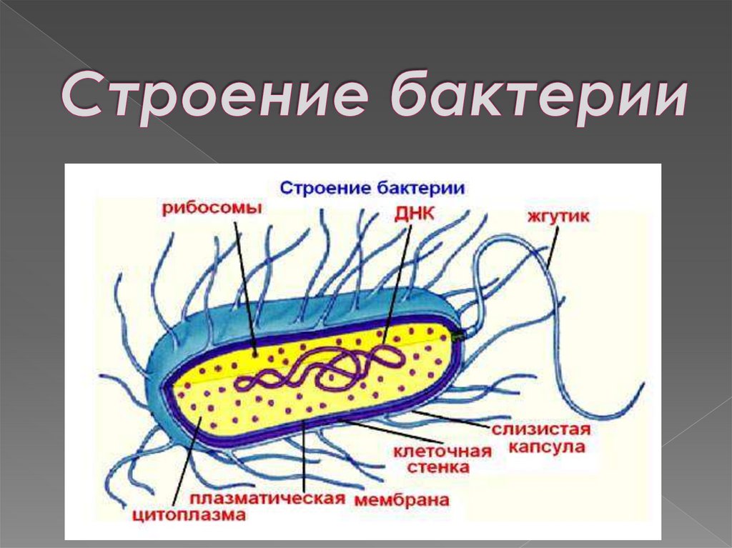 Презентация строение и жизнедеятельность бактерий 7 класс. Строение бактерии. Строение и жизнедеятельность бактерий. Жизнедеятельность бактерий картинки. Строение бактерии фото.