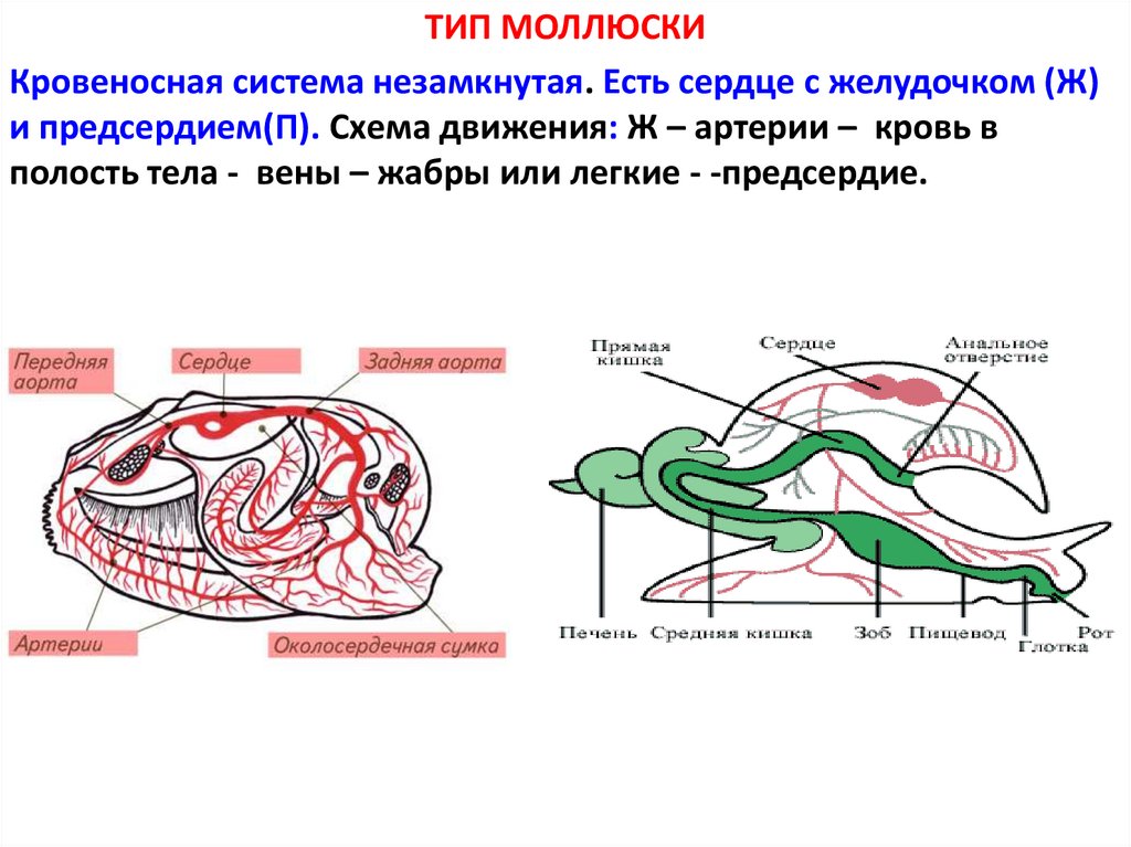 Незамкнутая кровеносная система характеристика. Тип моллюски кровеносная система. Незамкнутая кровеносная система у моллюсков. Эволюция кровеносной системы. Кровеносная система м олюсков.