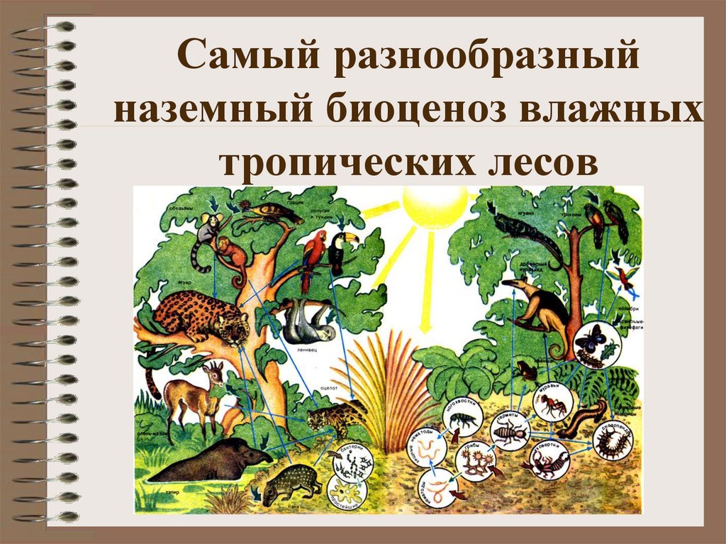 Биогеоценоз тропического леса. Биоценоз. Наземный биоценоз. Плотность видовых популяций природных биоценозов и искусственных.
