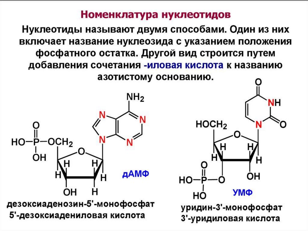 Нуклеотид представляет собой. Номенклатура нуклеотидов РНК. Структура нуклеотидных кислот. Нуклеозид и нуклеотид схема.