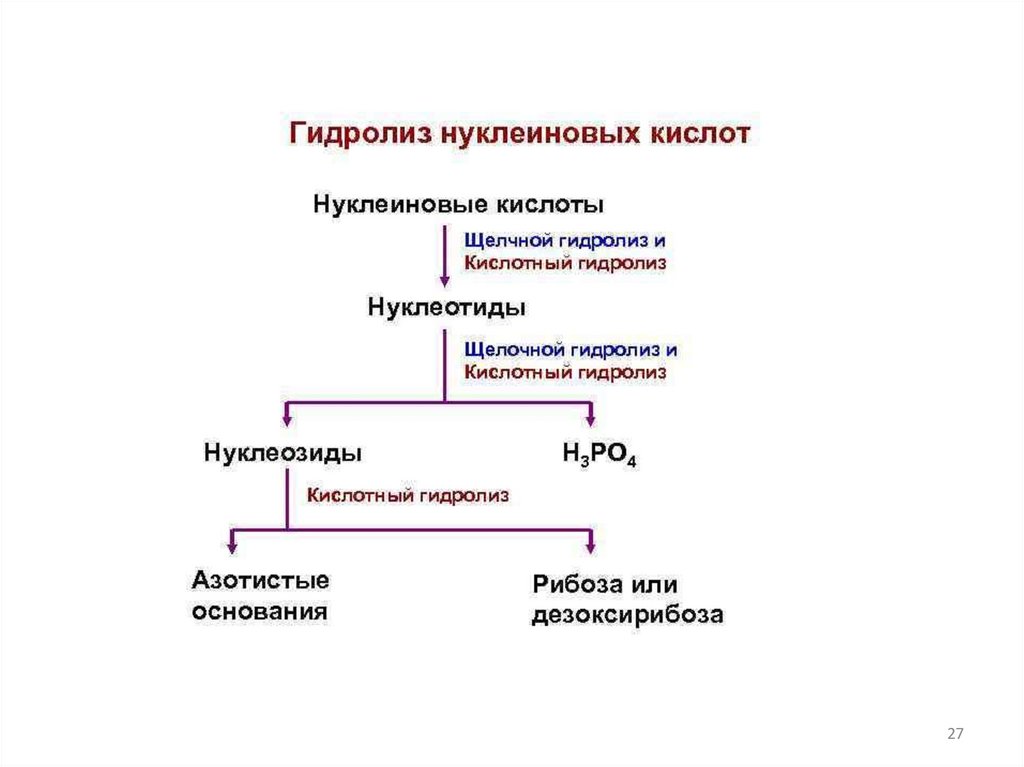 Нуклеиновые кислоты реакции. Схема гидролиза нуклеиновых кислот. Гидролиз нуклеиновых кислот. Гидролиз РНК схема. Продукты полного гидролиза нуклеиновых кислот.