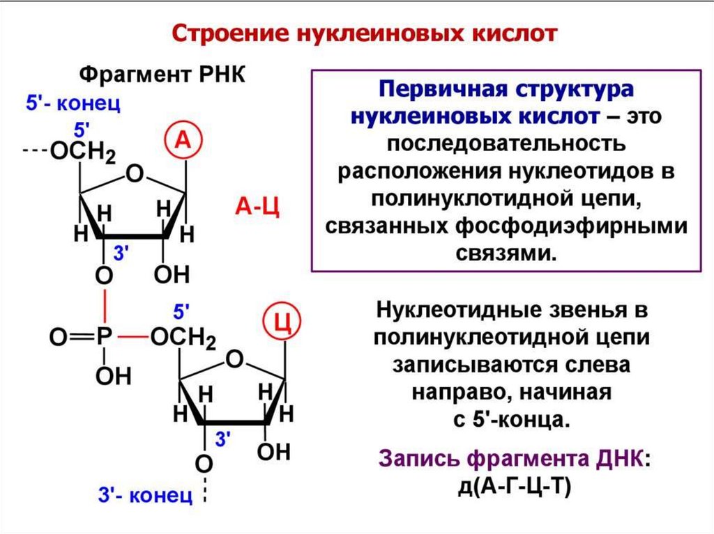 Организация нуклеиновых кислот. Строение нуклеиновых кислот первичная структура. Нуклеиновые кислоты строение структура. Структура нуклеотидных кислот. Первичная структура нуклеиновых кислот формула.