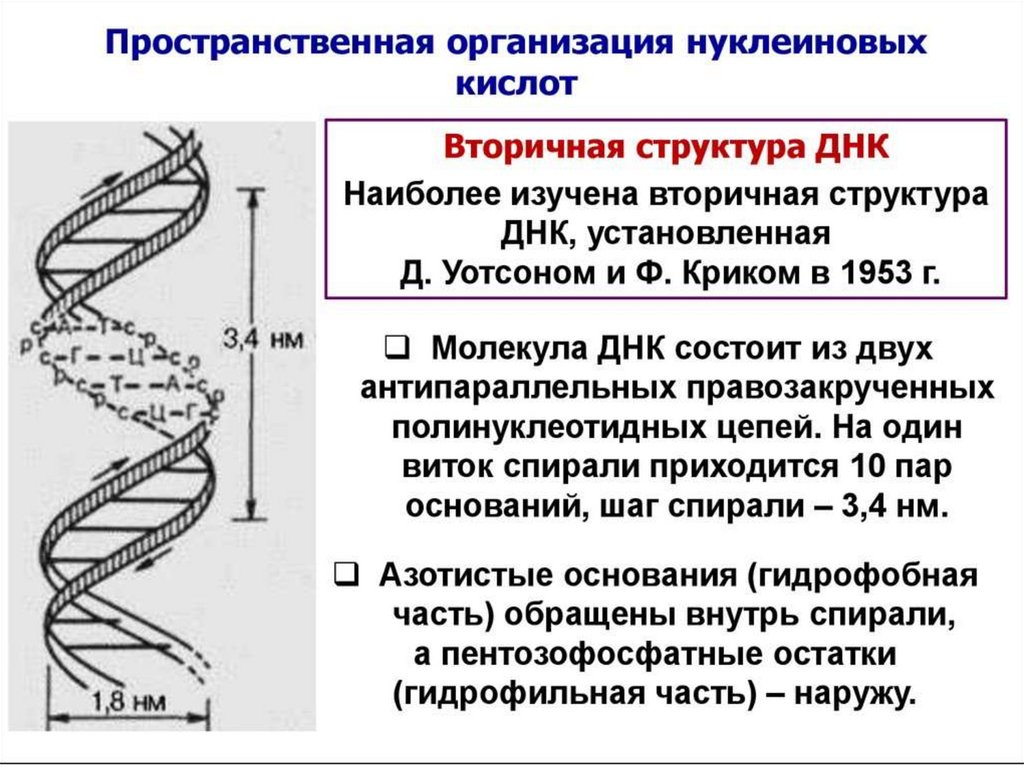 Значение молекул днк. Вторичная структура ДНК модель Уотсона и крика. Вторичная структура ДНК Уотсон и крик. Вторичная структура ДНК биохимия формула. Структура ДНК Уотсон и крик.