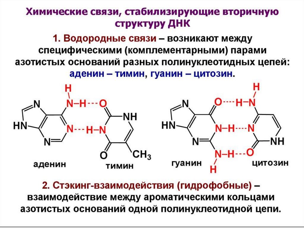 Соединение азотистых оснований. Нуклеиновые кислоты структура комплементарность. Структура нуклеотидных кислот. Химические связи между нуклеотидами в РНК. Комплементарные цепи нуклеиновых кислот.