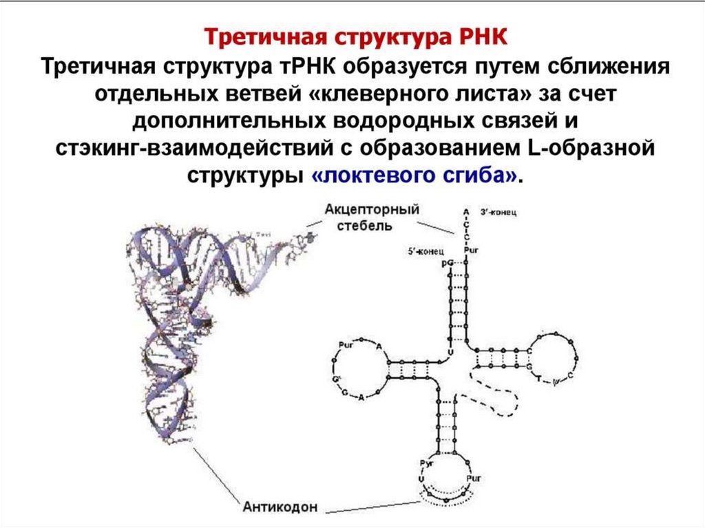 Молекула рнк представлена. Характеристика первичной вторичной и третичной структуры РНК. Первичная вторичная и третичная структура ТРНК. Характеристика первичной вторичной и третичной структуры ТРНК. Вторичная и третичная структура РНК.