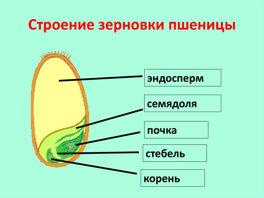 Биология пшеницы. Рубчик это в биологии 6 класс. Строение семени в микроскоп. Рубчик это в биологии. Рубчик.