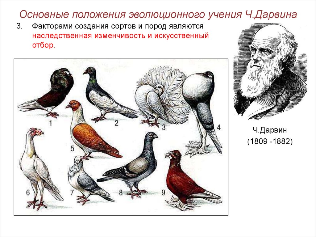 Вид изменчивости играющий ведущую роль в эволюции. Положения учения Дарвина об искусственном отборе. Учение Дарвина об эволюции видов.