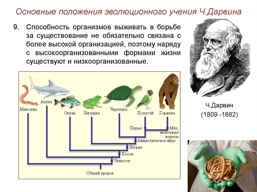 Первой эволюционной теорией является. Схема эволюции Дарвина. Эволюционная теория Чарльза Дарвина. Основные положения эволюционного учения ч Дарвина. Эволюционное дерево жизни Чарльза Дарвина.