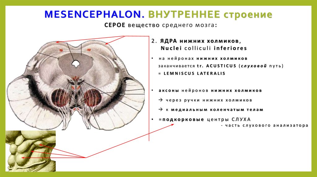 Средний мозговой пузырь