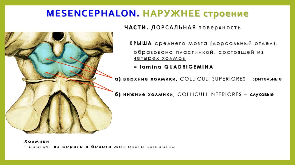 Средний мозговой пузырь