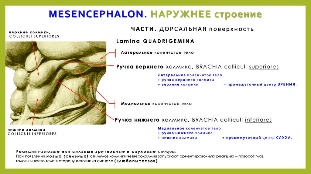 Средний мозговой пузырь