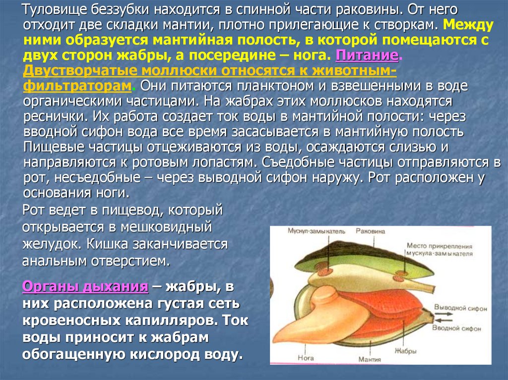 Что такое мантийная полость. Мантийная полость беззубки. Части раковины беззубки. Мантия и мантийная полость.