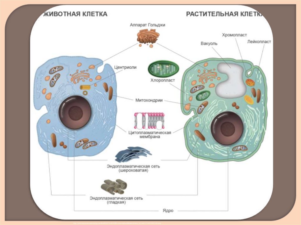 Животная клетка примеры. Строение органелл растительной клетки и животной клетки. Строение живой клетки функции органоидов. Строение органелл растительной клетки и животной. Строение органелл растительной клетки.