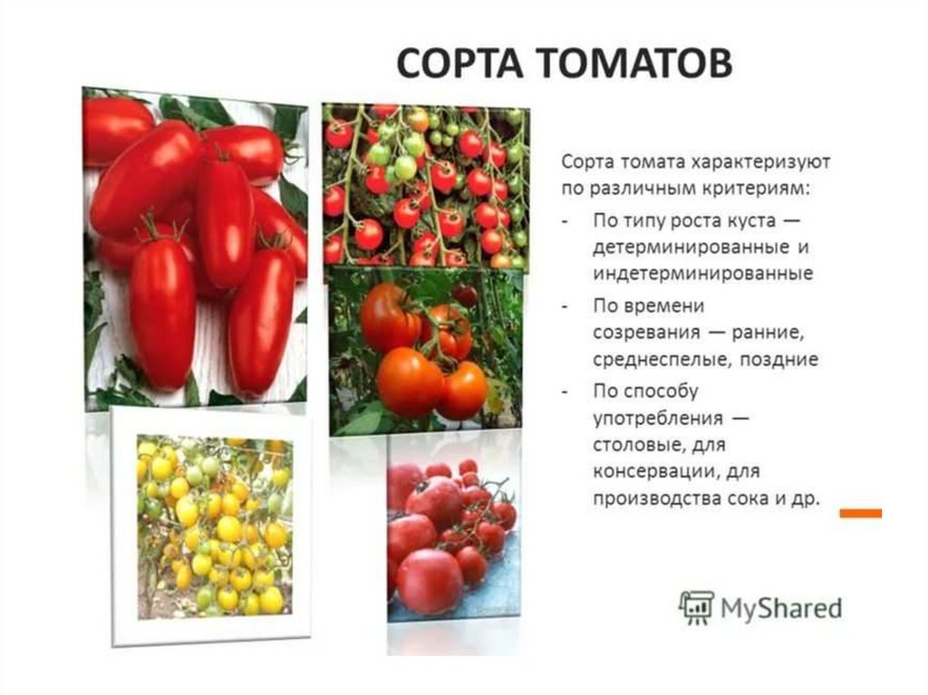 Помидор имя прилагательное подобрать. Сорта любых культурных растений помидоры. Сорта культурных растений примеры помидоры. Культурное растение томат. Сорта помидоров названия.